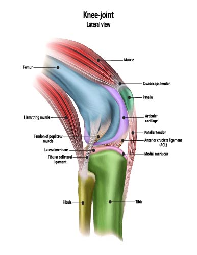 Knee Joint Lateral View